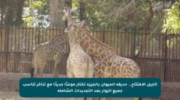 تأجيل الافتتاح.. حديقة الحيوان بالجيزة تختار موعدًا جديدًا مع تذاكر تناسب جميع الزوار بعد التجديدات الشاملة